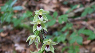 Épipactis de Müller, orchidée des forêts du Doubs et du Jura, 