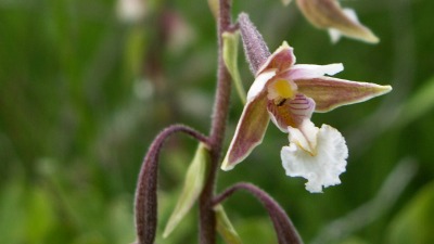 Helleborine des marais, orchidée des pelouses marneuses du Doubs et du Jura