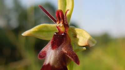Ophrys mouche, orchidée de la vallée du Lison entre Doubs et Jura